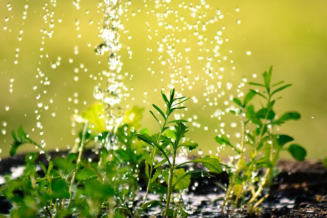 what is a rain garden
