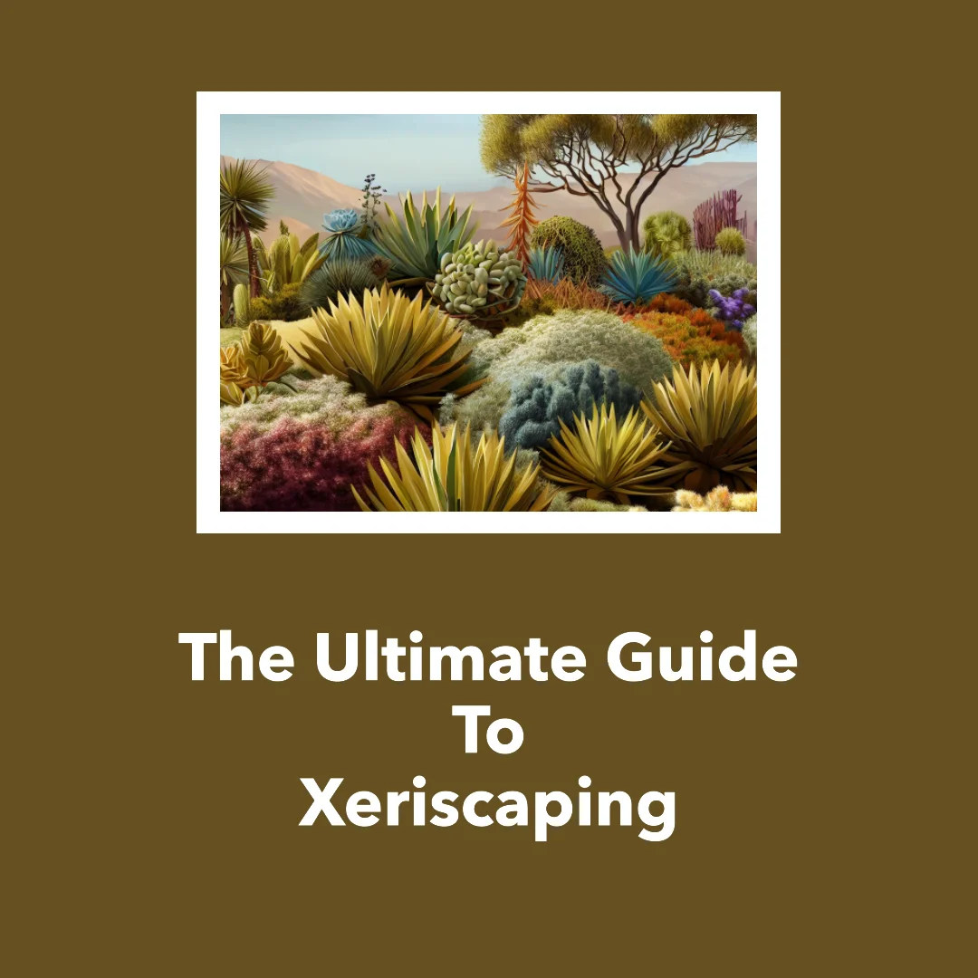 What is Xeriscaping The Ultimate Guide Sustainable Wave