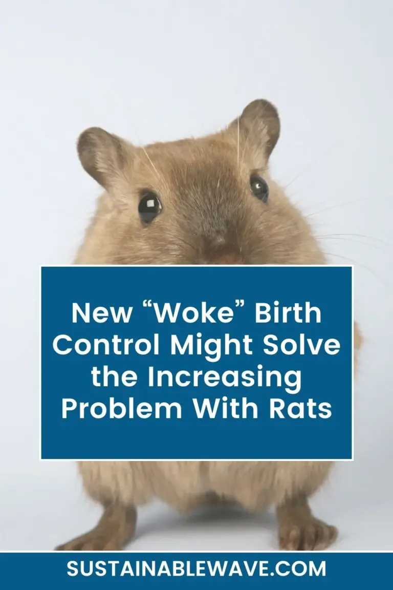 New “Woke” Birth Control Might Solve the Increasing Problem With Rats